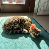 Gatta bengala per accoppiamento