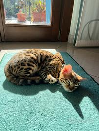 Gatta bengala per accoppiamento