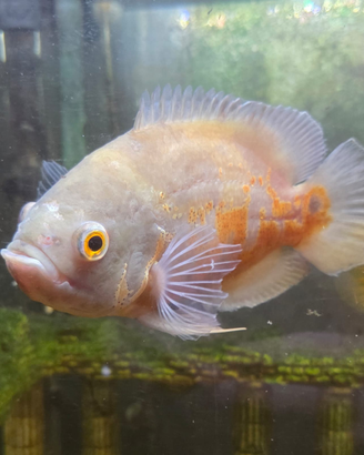 Pesce ciclidi