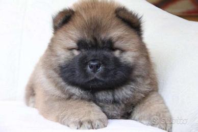 Cuccioli di Chow Chow