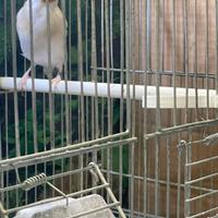 Cardellino Agata 2025