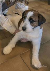 Jack Russell Terrier 