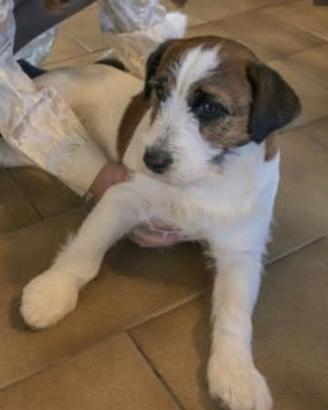 Jack Russell Terrier 