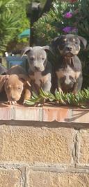 Pitbull tricolor 