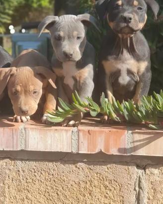 Pitbull tricolor 