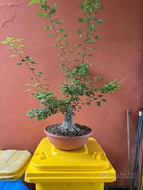 Bonsai Acero Tridente