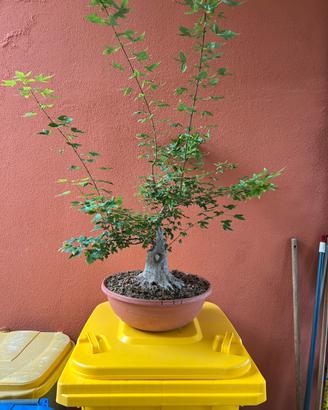 Bonsai Acero Tridente