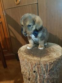 Cucciolo di taglia piccola simile bassottina