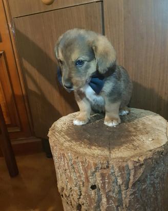 Cucciolo di taglia piccola simile bassottina