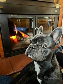 Bulldog Francese disponibile per monta