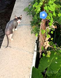 Una nuova famiglia per Nila