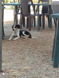 cucciola simil pastore australiano 