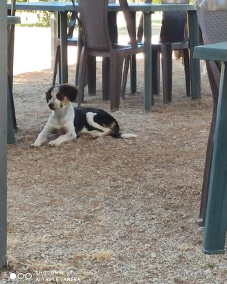cucciola simil pastore australiano 