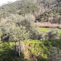 Terreno agricolo con uliveto