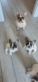 Cuccioli di bulldog francese