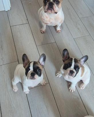 Cuccioli di bulldog francese