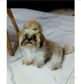 Shih Tzu