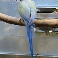 Pulletti di pappagalli