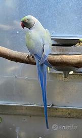 Pulletti di pappagalli