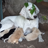 Cuccioli labrador/setter