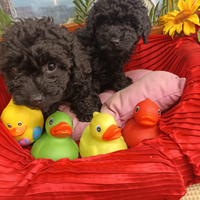 Cuccioli Colore Nero Cuccioli Barboncino Nero