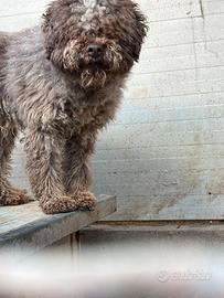 Lagotto da tartufo