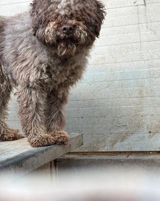 Lagotto da tartufo