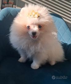Spitz di pomerania