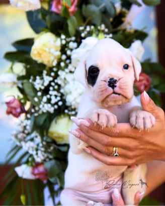 Boxer cucciolo