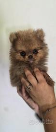 Spitz Pomerania