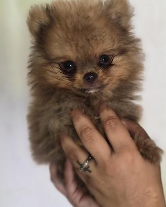 Spitz Pomerania