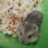 Cuccioli di criceto nano Winter White nati il 18 f