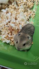 Cuccioli di criceto nano Winter White nati il 18 f