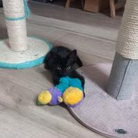 Gattina nera piccola