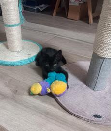Gattina nera piccola