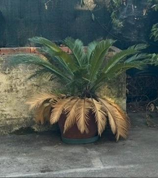 Cycas revoluta grande in vaso