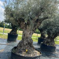 OLIVO SECOLARE