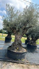 OLIVO SECOLARE