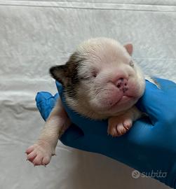 Cuccioli Bulldog Inglese Allevamnto ENCI