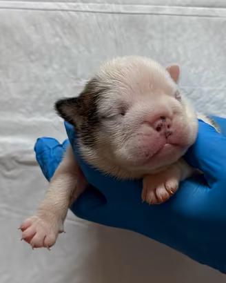 Cuccioli Bulldog Inglese Allevamnto ENCI