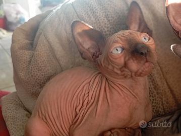 Canadian SPHYNX 