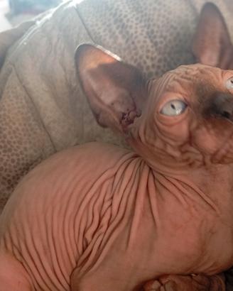Canadian SPHYNX 
