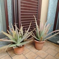 Due piante di Aloe vera