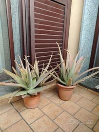 Due piante di Aloe vera