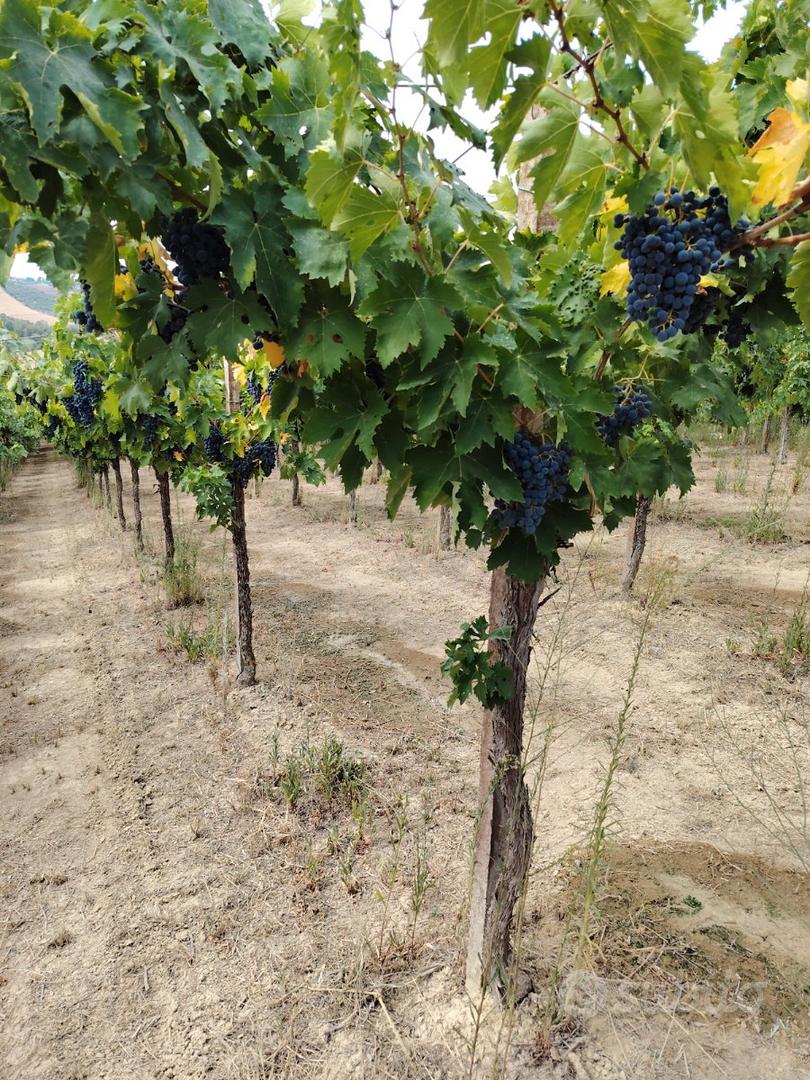 Terreno agricolo Pianella (PE) - Vista 4