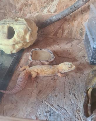 Geco leopardino