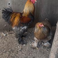 BRAHMA colorazione perniciato oro