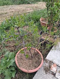 doppia pianta di giuggiolo