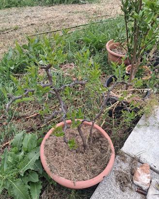 doppia pianta di giuggiolo
