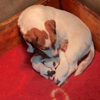 La cucciolata Pasqualina Jack Russell Terrier